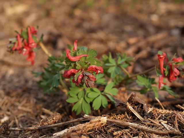 Corydalis Maxen's Auslese1.JPG - Corydalis 'Maxens Auslese' Lerchensporn / Herrenkamper Gärten